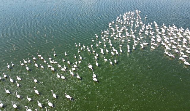 Eber Gölünde Flamingolar doğanın bahara uyanışını müjdeliyor