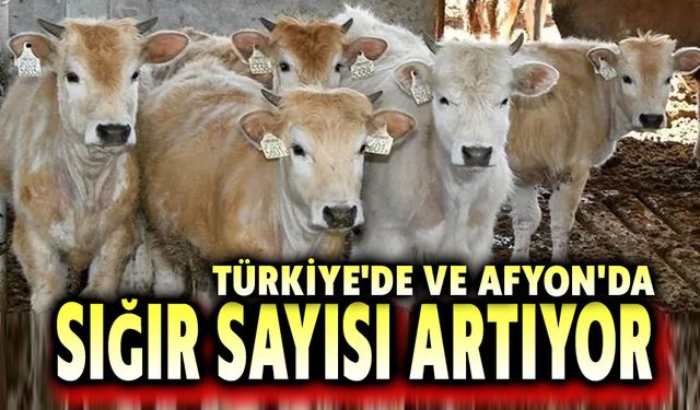 Türkiye'de ve Afyon'da sığır sayısı artıyor