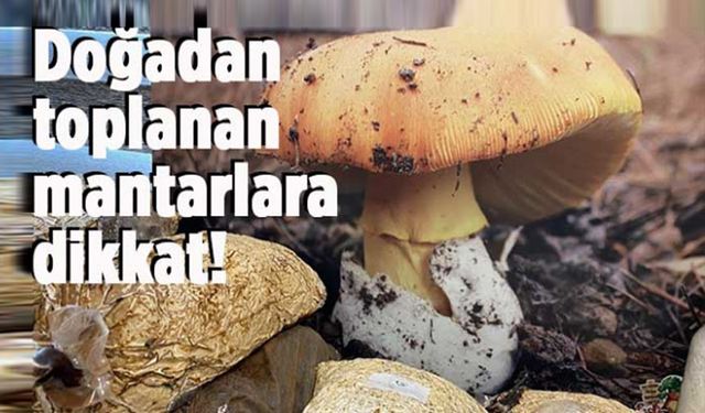 Zehirli mantar uyarısı!..