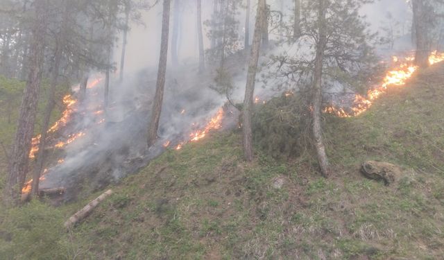 Afyonkarahisar Sinanpaşa'da orman yangını