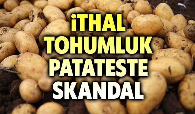 İthal tohumluk patateste skandal