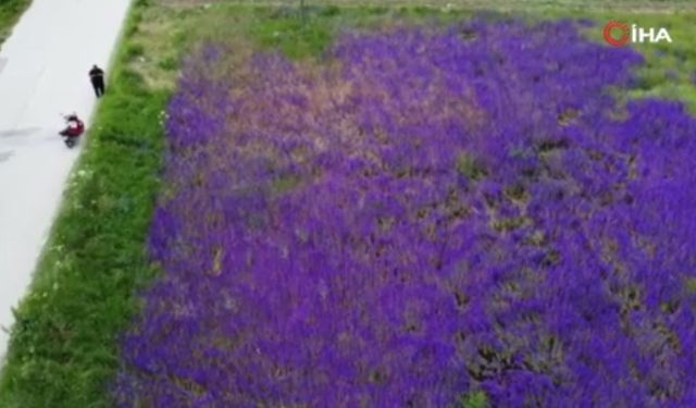 Fotoğrafçıların yeni gözdesi 'hanımeli çiçeği' tarlaları