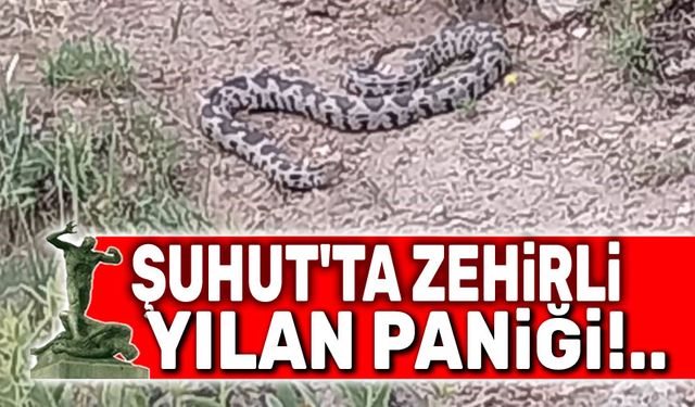 Şuhut'ta zehirli yılan paniği