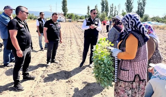 862 bin brokoli fidesi toprakla buluştu