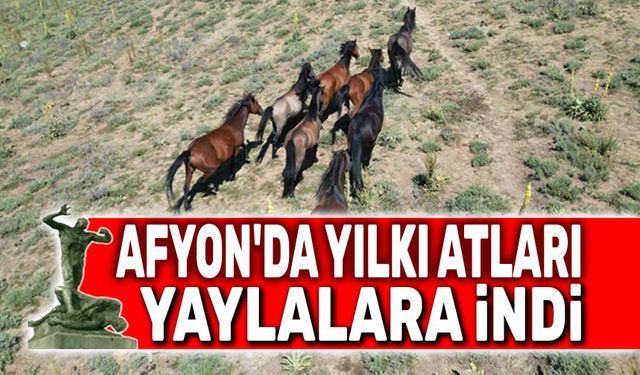 Afyon'da yılkı atları yaylalara indi