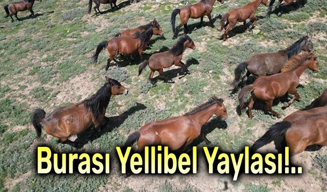 Emirdağ Yellibel Yaylası’nda Yılkı Atları Show!..