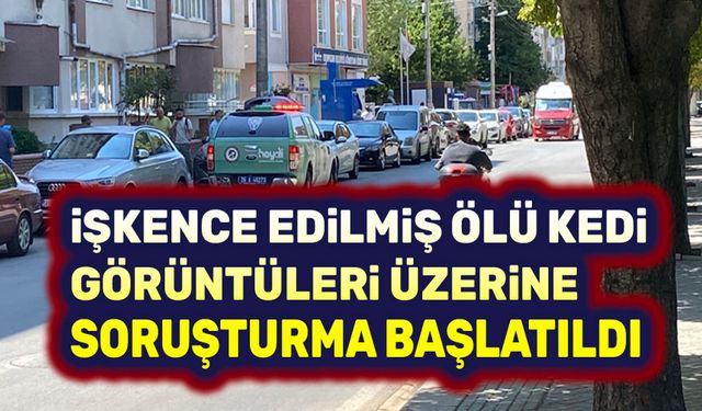 Kedi ölümleri üzerine soruşturma başlatıldı