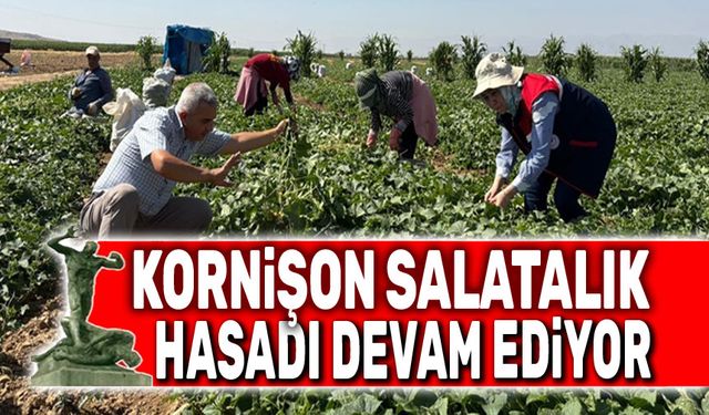 Afyon'da kornişon salatalık hasadı devam ediyor