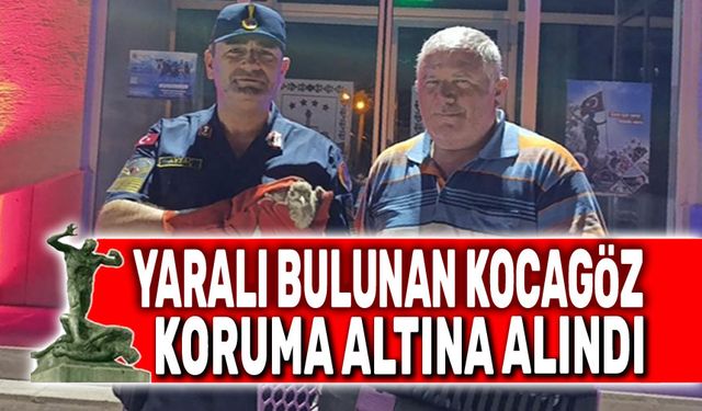 Yaralı bulunan Kocagöz koruma altına alındı