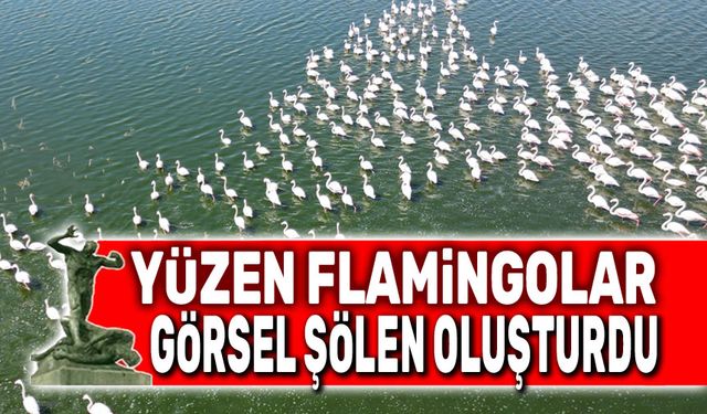 Gölde yüzen flamingolar görsel şölen oluşturdu