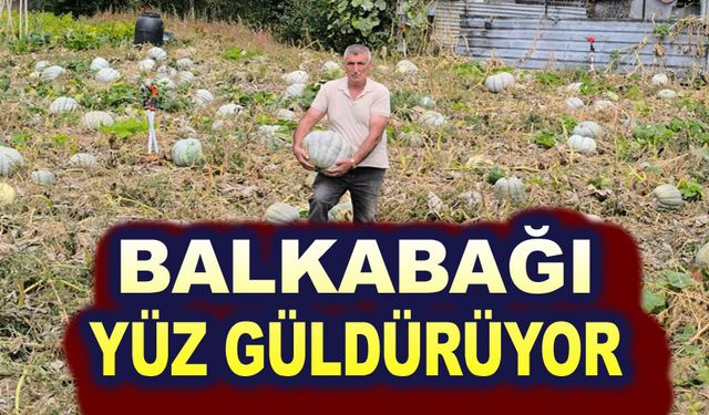 Balkabağı yüz güldürüyor