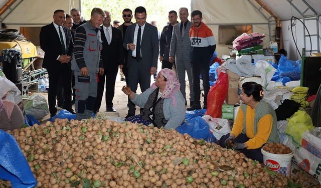 Afyon Dinar'da ceviz hasadı başladı
