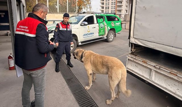 Afyon'da köpek dövüştürenlere operasyon
