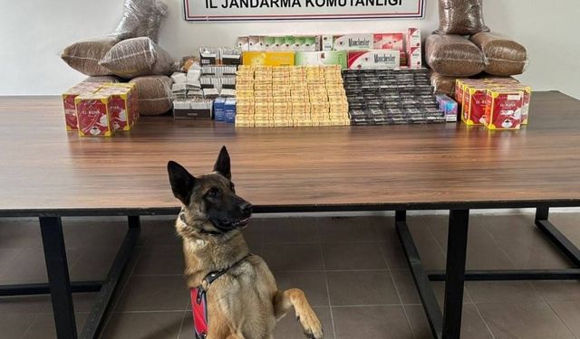 Bolvadin’de kaçak tütün operasyonu