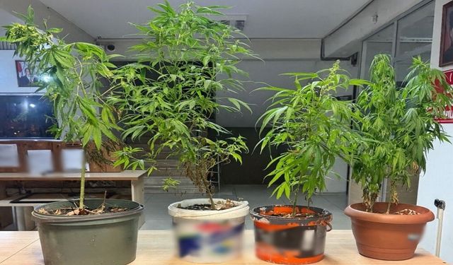 Saksılarda kenevir yetiştirmişler!..