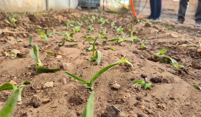Afyon'da kadın üreticilere salep fidesi dağıtıldı