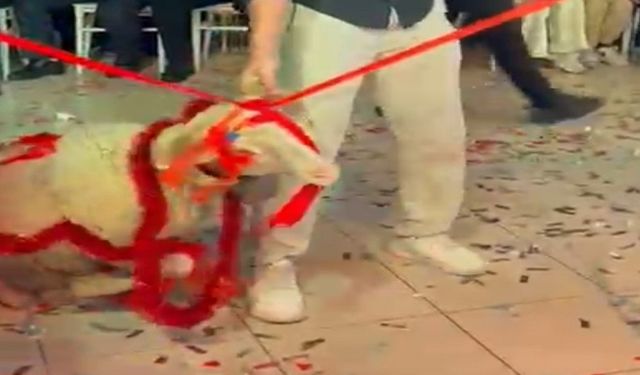 Düğün salonunda kuzu sürprizi!..