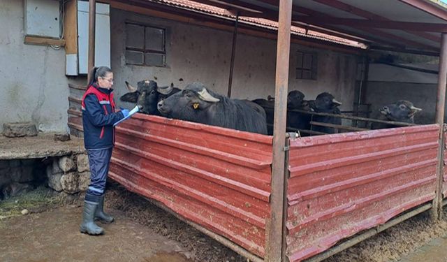 "Halk Elinde Anadolu Mandasının Islahı Projesi" devam ediyor