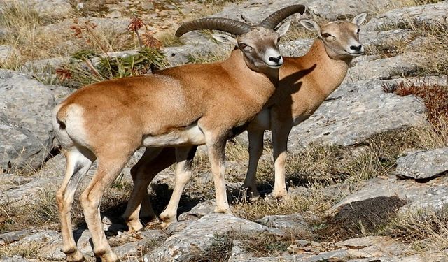 Afyonkarahisar'da Anadolu Yaban Koyunu üretimi