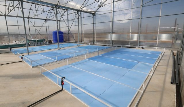 Jeotermal destekli karides ve balık tesisleri üretime başlıyor