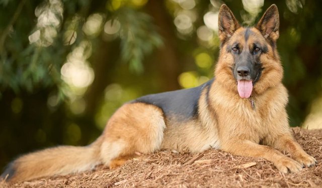 Alman Kurdu Özellikleri, Bakımı ve Beslenmesi