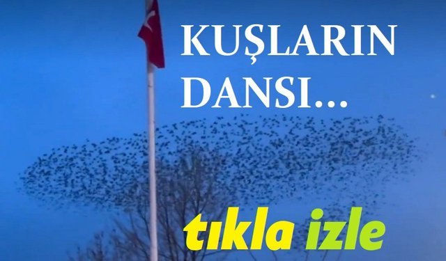 Kuşların dansı... Afyon video haber
