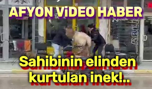 Sahibinin elinden kurtulan inek...