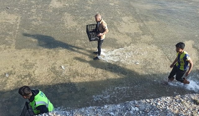 Akıntıya kapılan balıkları yakalama yarışı