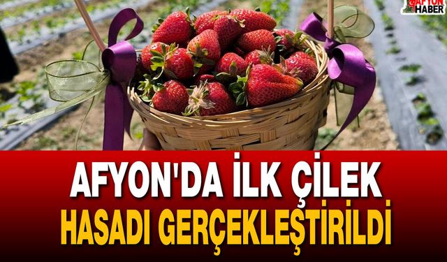 Afyon'da İlk Çilek Hasadı Gerçekleştirildi