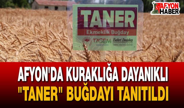 Yerli ve Milli Buğday Çeşidi "Taner" Görücüye Çıktı