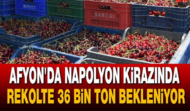 Afyon'da Napolyon Kirazında Rekolte 36 Bin Ton Bekleniyor