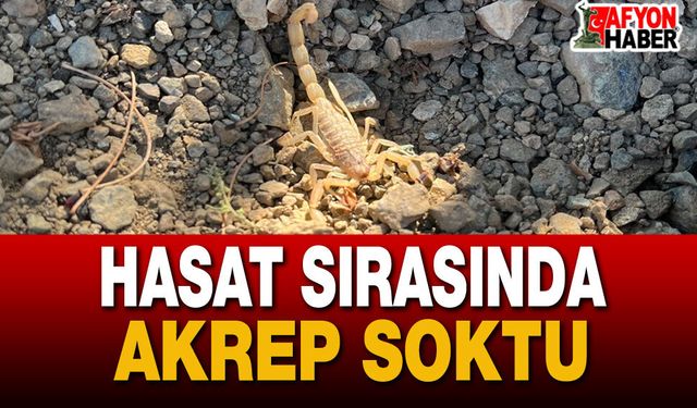 Akrep Sokması Nedeniyle Hastanelik Oldu