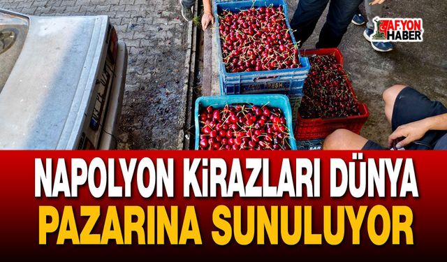 Napolyon Kirazları Alım Noktalarında Yoğunluk Yaşanıyor