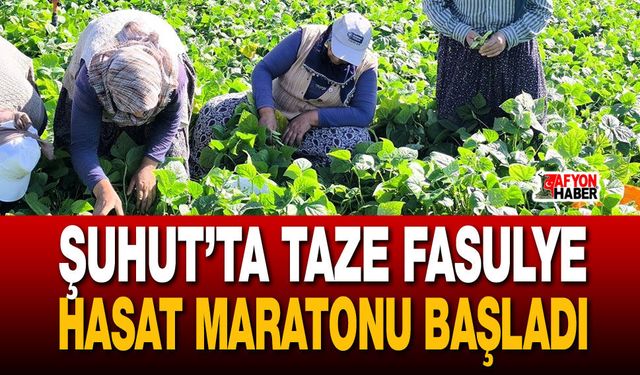 Şuhut’ta Taze Fasulye Hasat Maratonu Başladı