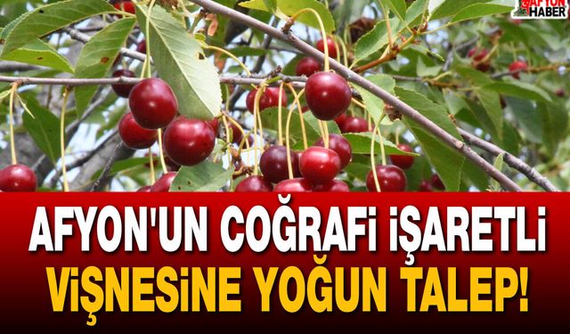Afyon'un Coğrafi İşaretli Vişnesine Yoğun Talep!