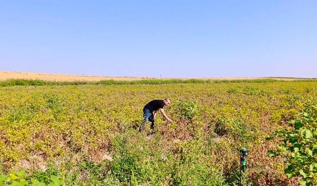 Emirdağ'da şeker mısır ve patates tarlaları incelendi