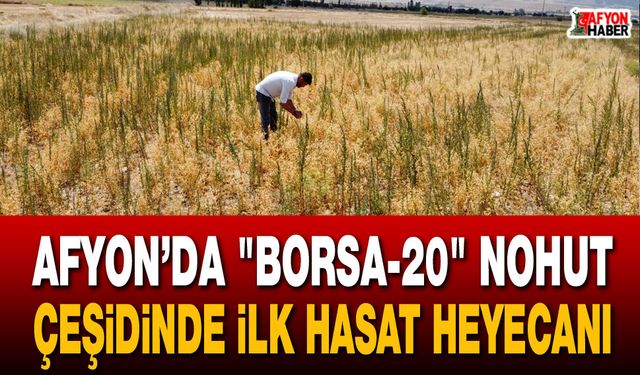 Afyon’da "Borsa-20" nohut çeşidinde ilk hasat heyecanı