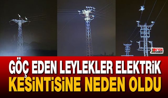Afyon’da leylek göçü elektrikleri kesti