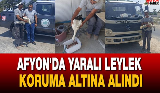 Afyon'da yaralı leylek koruma altına alındı