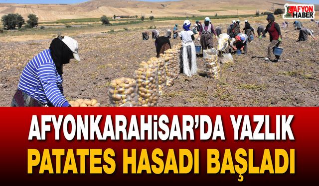 Afyonkarahisar’da yazlık patates hasadı başladı