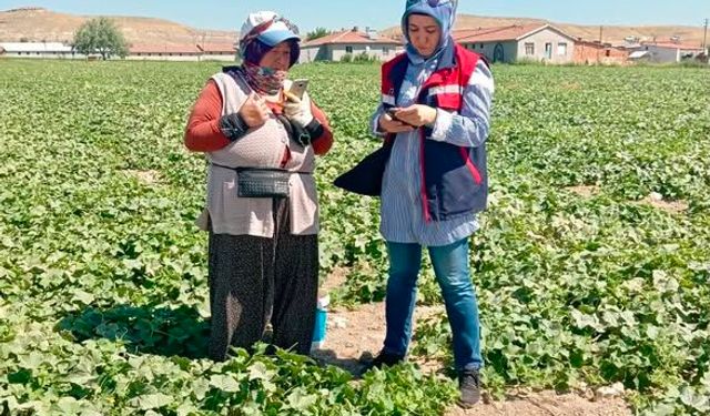 Gıda güvenliği için hasat öncesi pestisit denetimleri sürüyor