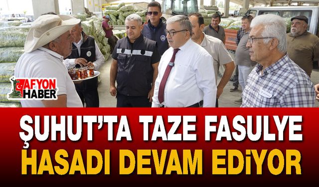Afyon Şuhut'ta taze fasulye hasadı devam ediyor