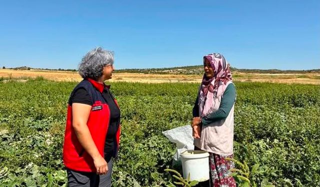 Afyon’da turşuluk hıyar hasadı sürüyor