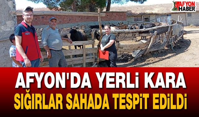 Afyon’da yerli kara sığırlar sahada tespit edildi
