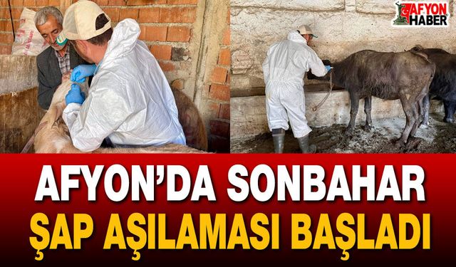 Afyon’da sonbahar şap aşılaması başladı