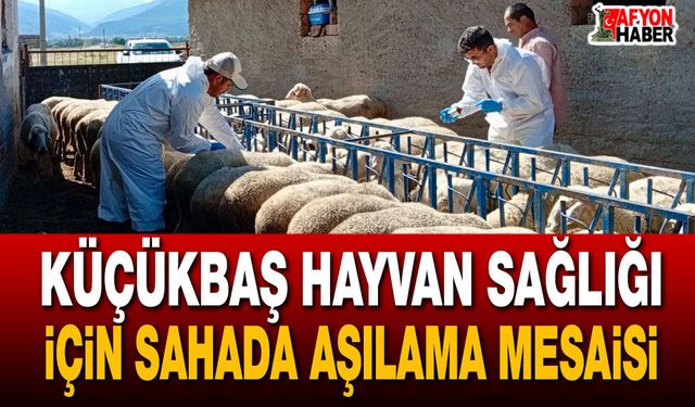 Küçükbaş hayvan sağlığı için sahada aşılama mesaisi