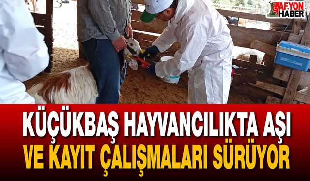 Küçükbaş hayvancılıkta aşı ve kayıt çalışmaları sürüyor
