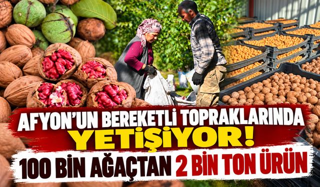 Afyon’un bereketli topraklarında yetişiyor! 100 bin ağaçtan 2 bin ton ürün