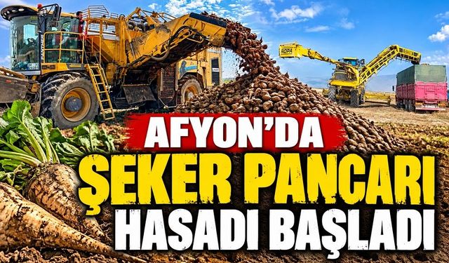 Afyon’da şeker pancarı hasadı başladı