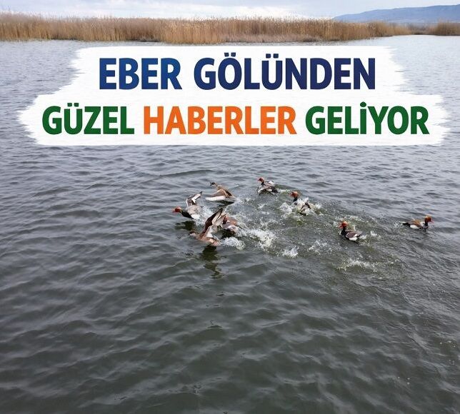Ever Gölünden güzel haberler geliyor
